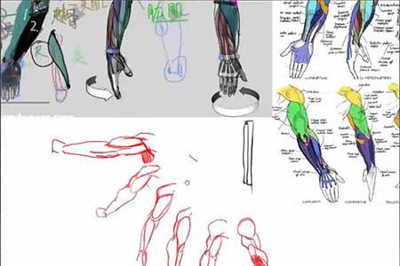 精选人体结构的手臂肌肉怎么理解?