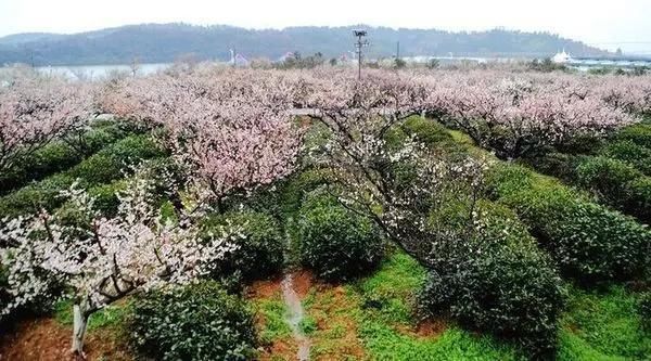 厦门一年四季都有花海，唯独春天最是浪漫