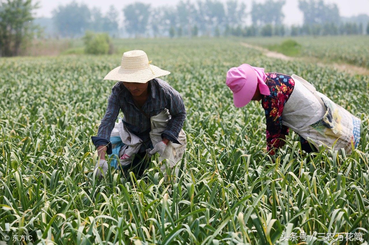 农民哥对蒜苔销售的看法,你认可吗?
