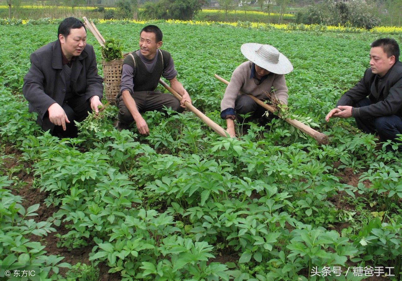 白芷，主治风寒感冒、头痛、鼻炎、牙痛