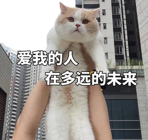 傲娇不好表情:生气了,哄老婆的那种可表情爱多给猫咪包图片