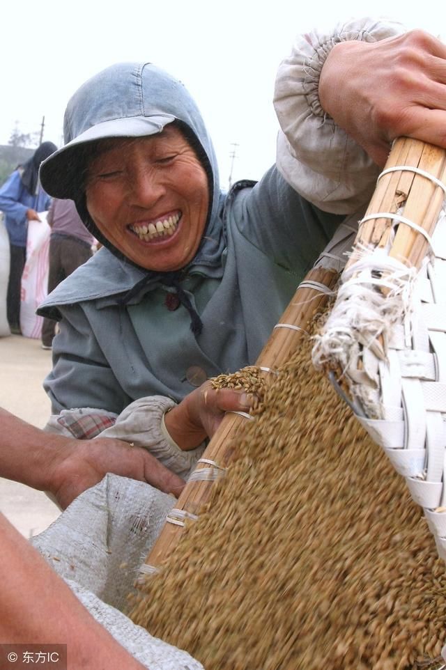 近期各地小麦价格持续上涨，现在是不是农民卖粮的最佳时机？