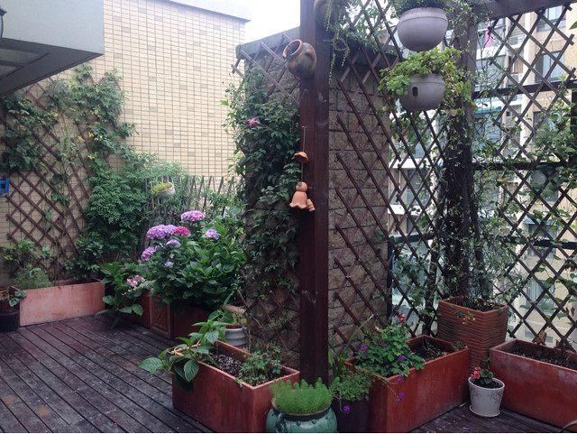 风车茉莉爬满墙,满园飘香!风车茉莉爬墙秘籍