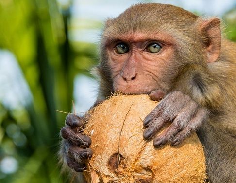 春节到来喜事多，财神庇护福神眷顾，日子红红火火的生肖