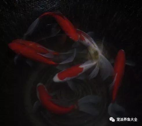 老水缸养红草鱼,怀旧的感觉!~