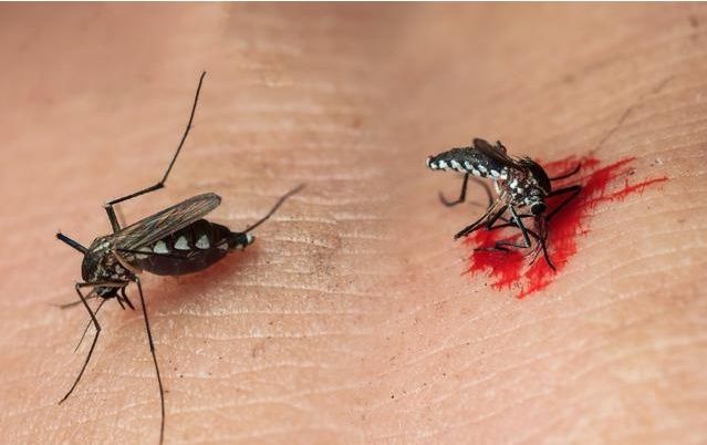 蚊子会传染乙肝病毒吗?咬过乙肝患者再咬我,会