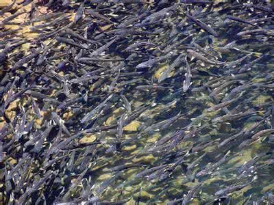 这湖有80万吨野生鱼,对鱼来说是天堂,却是钓友的地狱