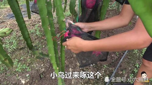 红心火龙果肥美多汁,吃货小六因贪吃秒变大花