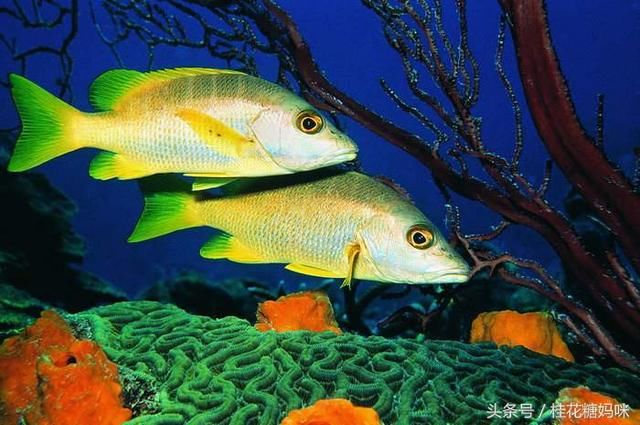 梦境交织，下午梦见孩子与鱼的深层寓意探索