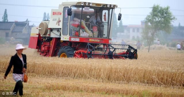 今年收购政策出现变化，农民关心小麦价格如何走?分析师这样说