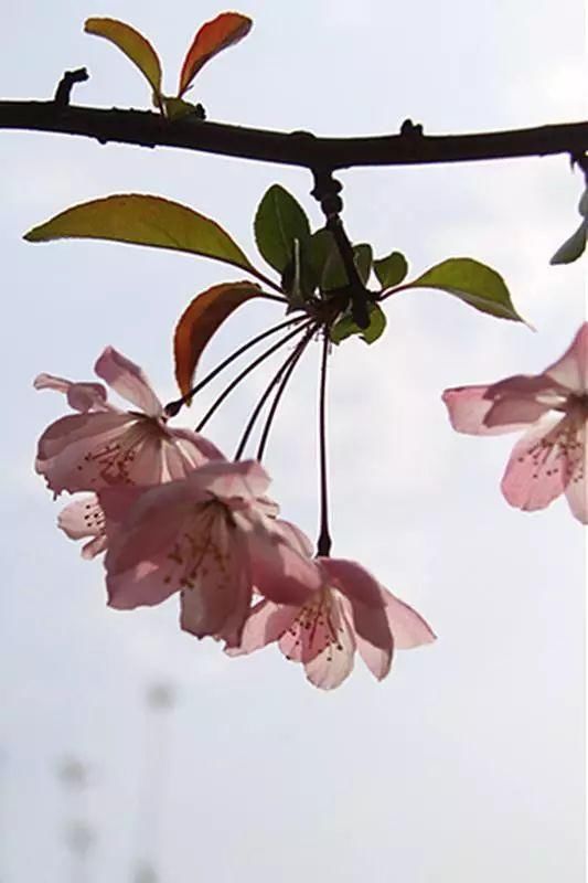 三月花开，四月花繁~京郊春花正当时｜确认过眼神，是去京郊赏花