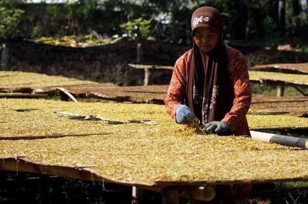 探访印尼烟草制作过程 九成工人是女性