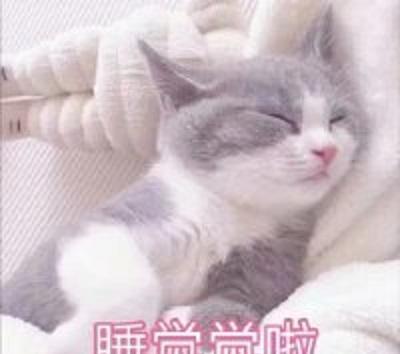 分享一组超可爱的表情猫咪,老夫的玻璃心都娃娃卡通包大全的图片可爱图片表情图片