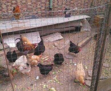 农民家养的鸡零度以下也不怕,养鸡场的鸡一冷