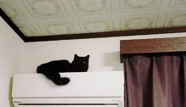 猫不愿待空调屋,结果出去不到1分钟又挠门“我要变成烤全猫了” 新世纪线上官网