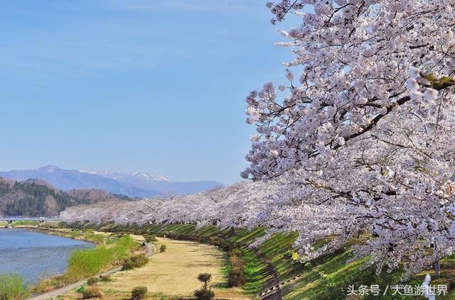 活用JR PASS，省钱游遍日本秋田青森樱花百选之地