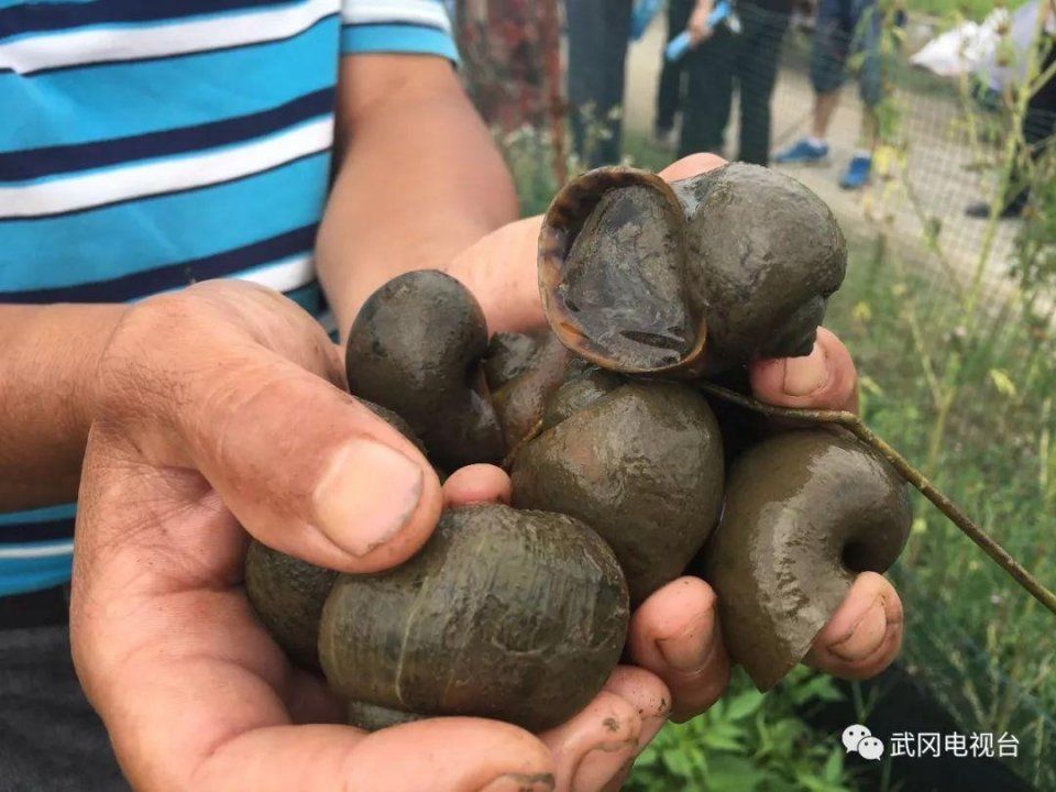 吓人!邵阳武冈有外来生物入侵，很多乡镇都发现了!