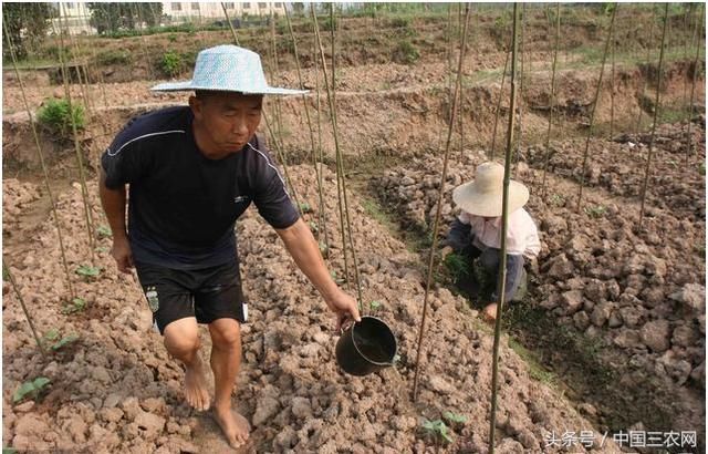 为什么现在农民种地都不用农家肥了？