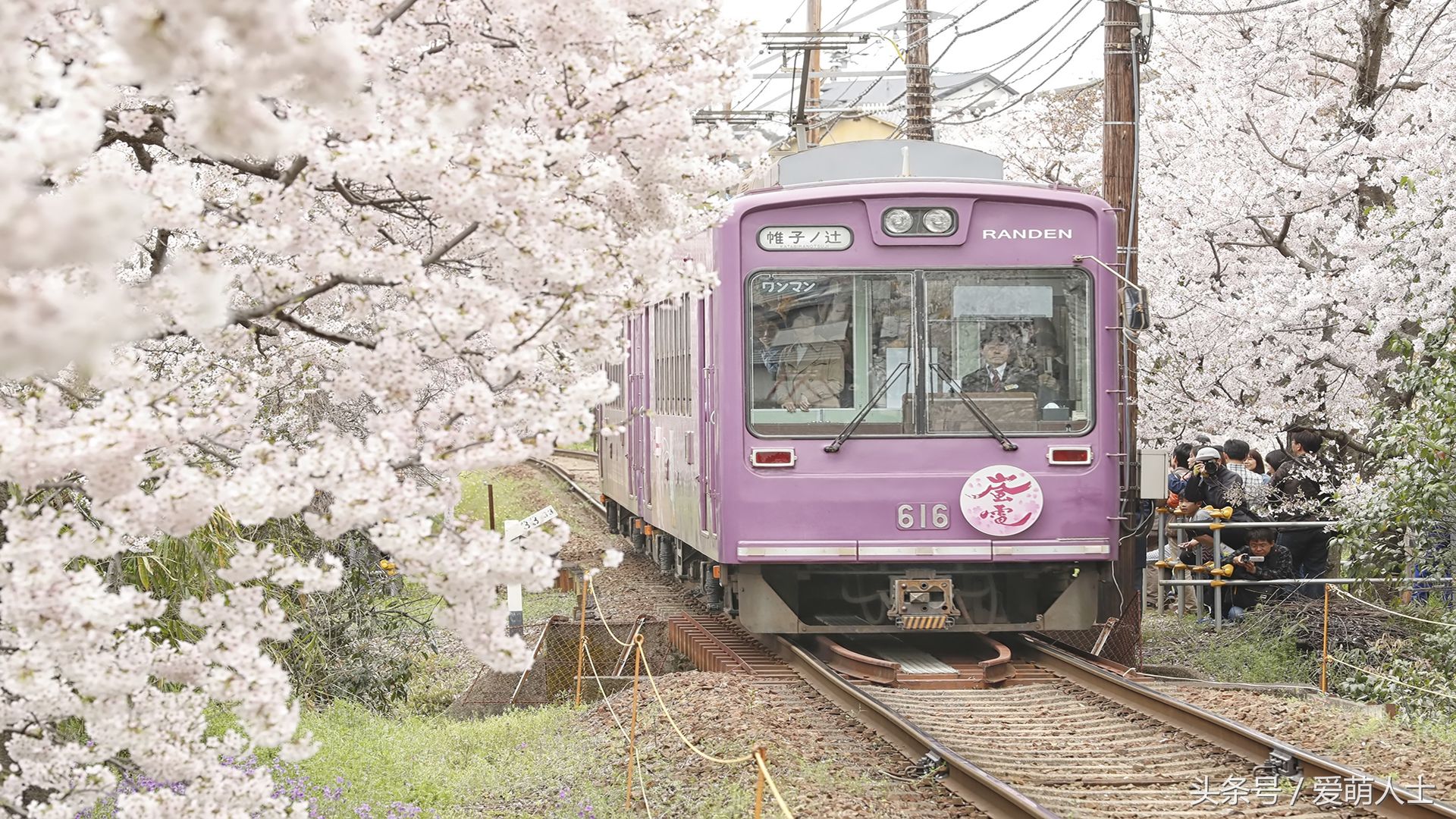 去日本看樱花,这4个地方情侣一定不能错过,错