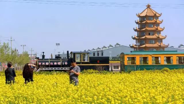 在天津,你家门口哪有花海?骑着单车出发吧!