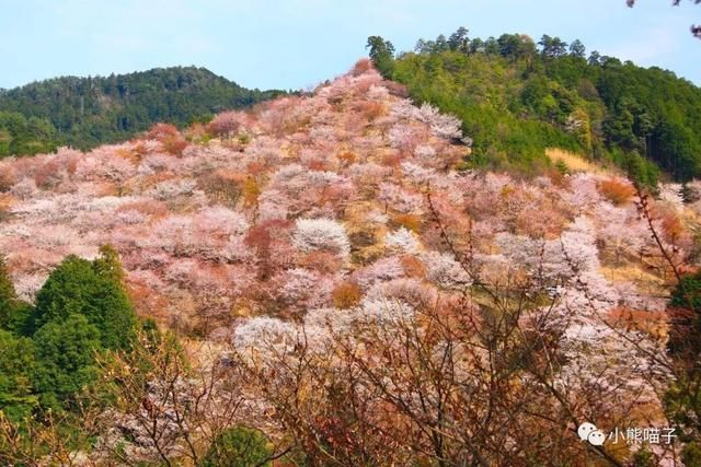 还在烦恼去哪看樱花?你绝对不可错过的9大赏樱圣地!