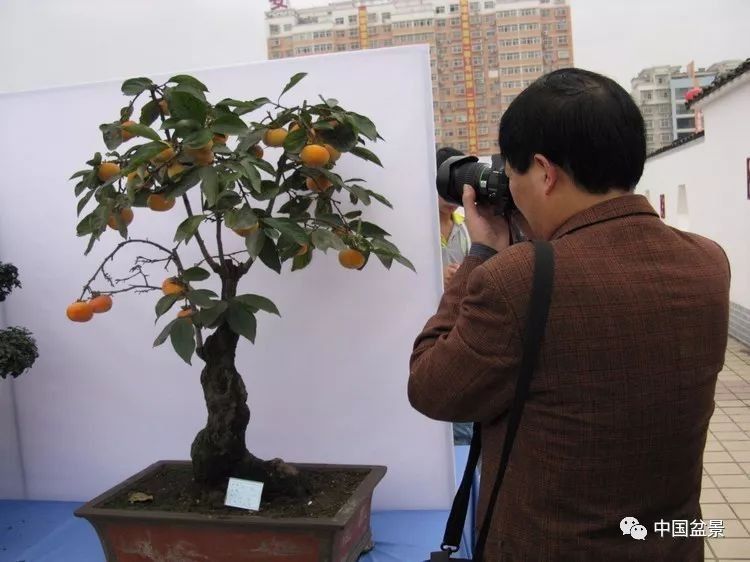 陕西安康花卉盆景奇石根艺作品欣赏