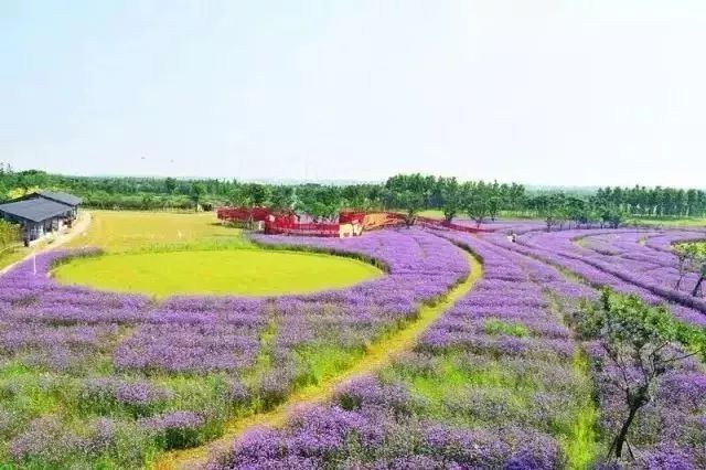 杭州湾海上花田,图源:杭州湾海上花田景区