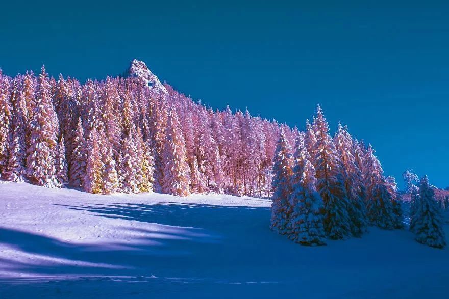 【每日美图】红外摄影里的粉红世界