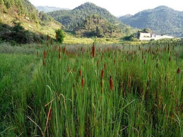 老大爷靠种植这种东西，发家致富，村民都羡慕不已！