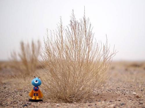 起床第一件事就是打开支付宝收能量、喂鸡,像