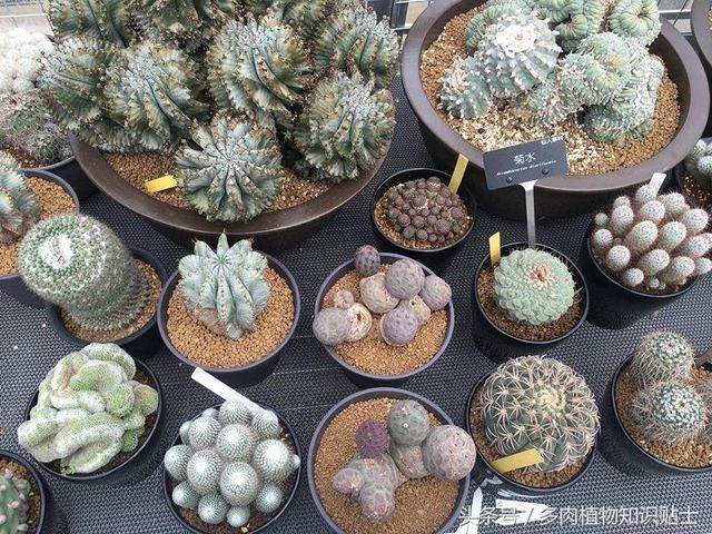 多肉植物市场那么复杂，该如何选择心仪的植物呢？