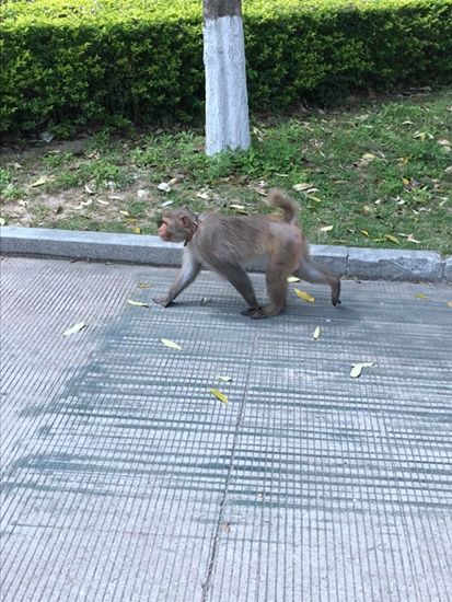 石狮蚶江中学上演抓猴记 请森林公安动物园抓