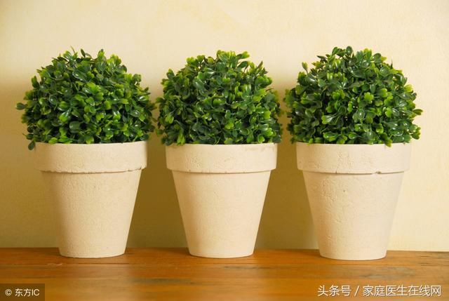 房间放绿色植物好不好？这6种植物放在家里会出大事