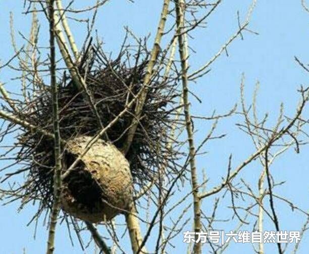 是蜂窝,蚂蚁窝还是鸟窝?傻傻分不清这动物窝!
