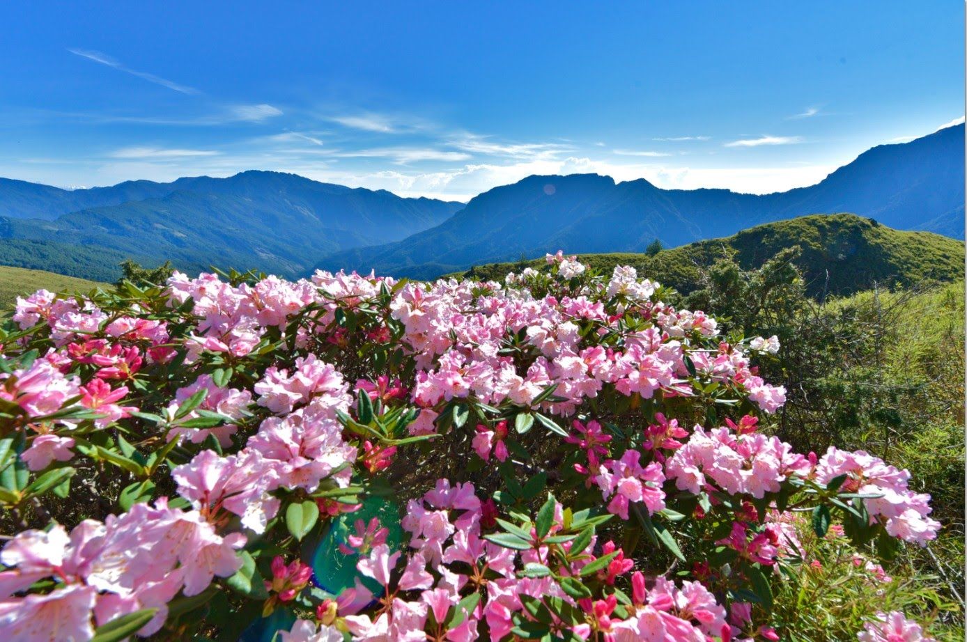 合欢山五月杜鹃花盛开，除了赏花还可以赏日出和云海