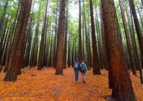 8天7晚带你领略，南半球新西兰北岛魔幻的秋天！
