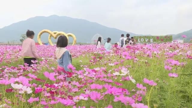 来海南看花海，寻找被春天宠幸的感觉！