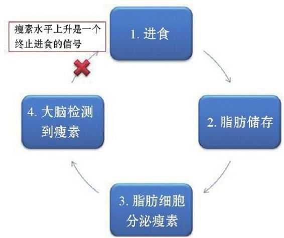 减肥的人注意了，一开始减太快并不是好事