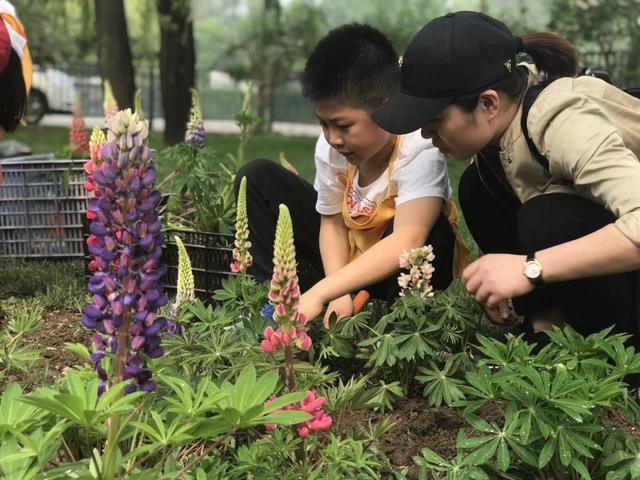 “五一”假期玉渊潭公园首邀亲子家庭栽植鲁冰花