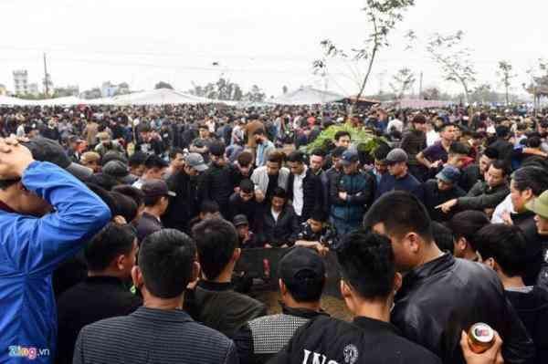 越南春节斗鸡大赛场面异常激烈，吸引众多民众欣赏观看