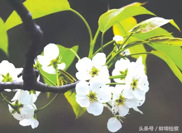 盛开在梨花里的诗词,意境a梨花、情致缠绵情趣用品配合精油图片