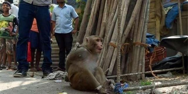 镜头下 印度人抓住一只猴子, 这样惩罚它