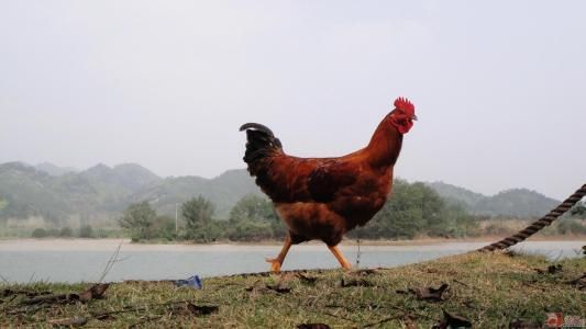 清明节日前后鸡蛋价格会是什么样的走势？上涨的幅度会多大？