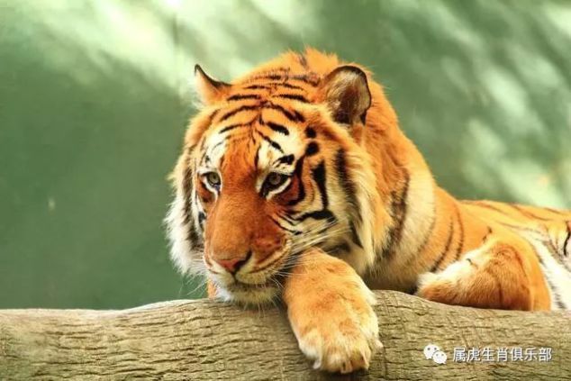 生肖虎你人生的三个“贵人”有一个你绝对能遇上 申搏注册
