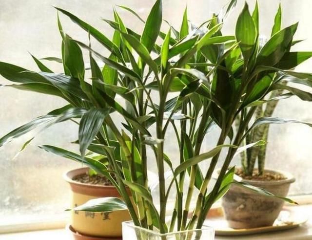 富贵竹怎么养才能更绿 t012013bad60b8e814a.jpg