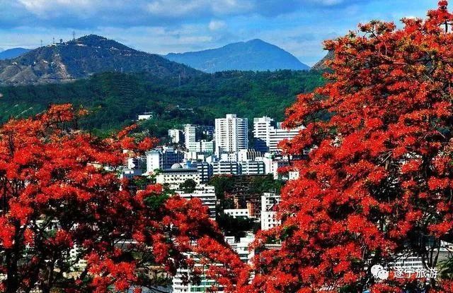 清明小长假去哪儿,10条线路拿走不谢,大四川任