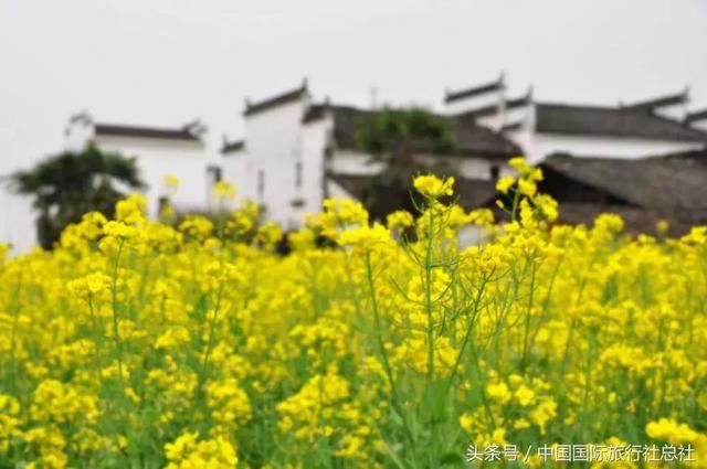 春天最美的情话：我在油菜花田等你!