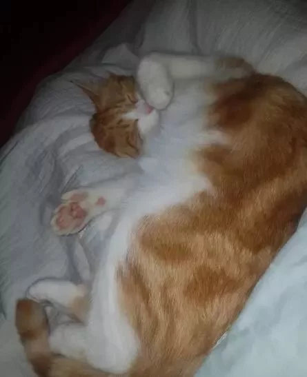 (文摘)从流浪猫到新西兰“第一猫” 这只橘猫用短短一生照亮了世界 - aihua191 - aihua191的 博 客 (文摘)从流浪猫到新西兰“第一猫” 这只橘猫用短短一生照亮了世界 - aihua191 - aihua191的 博 客