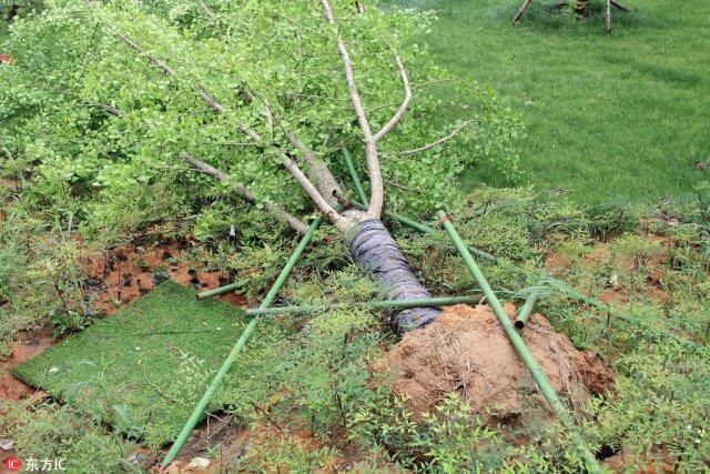 狂风暴雨冰雹突袭浙江绍兴 一路口近 20 棵大树被连根拔起