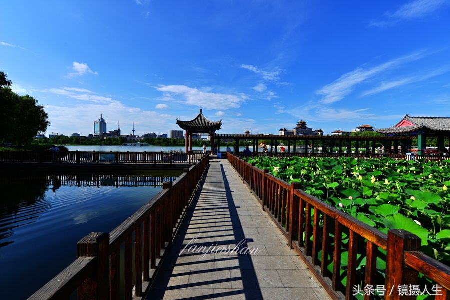 北京:雨过天晴日荷花绽放,怎一个美字可形容